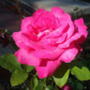 Meet your Posher, Karen